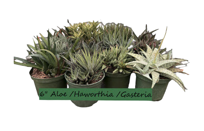 Aloe-Gasteria-Haworthia Assortment